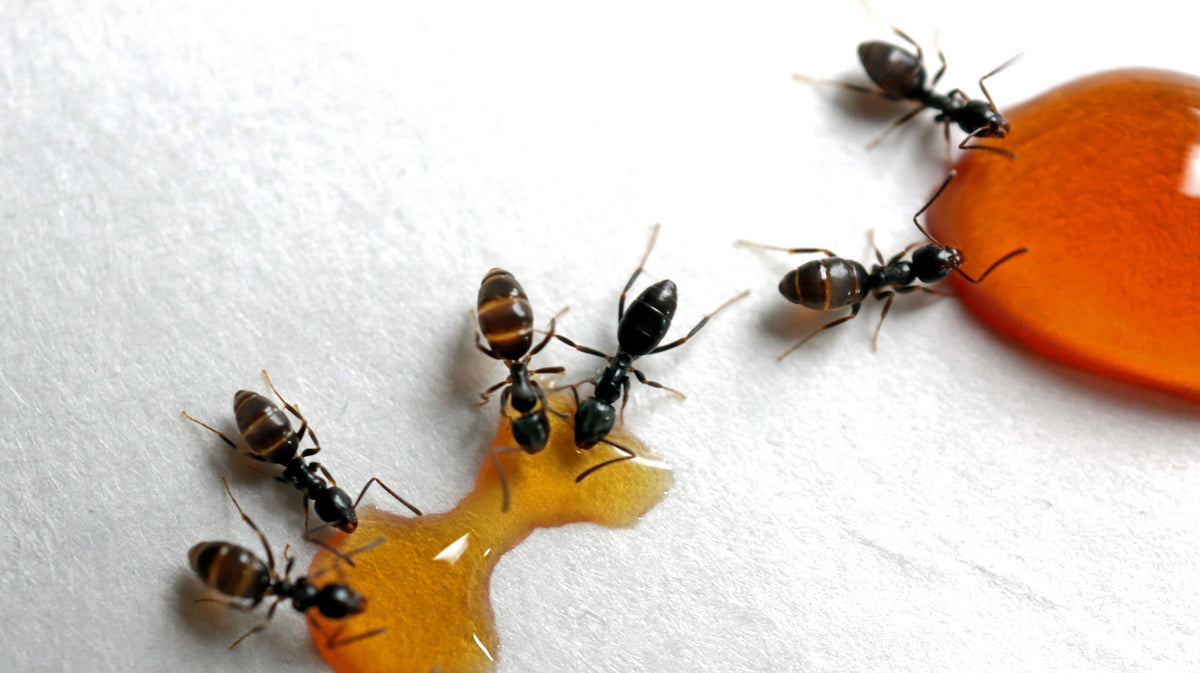 Que mangent vraiment les fourmis ? Sucres, protéines et besoins par caste