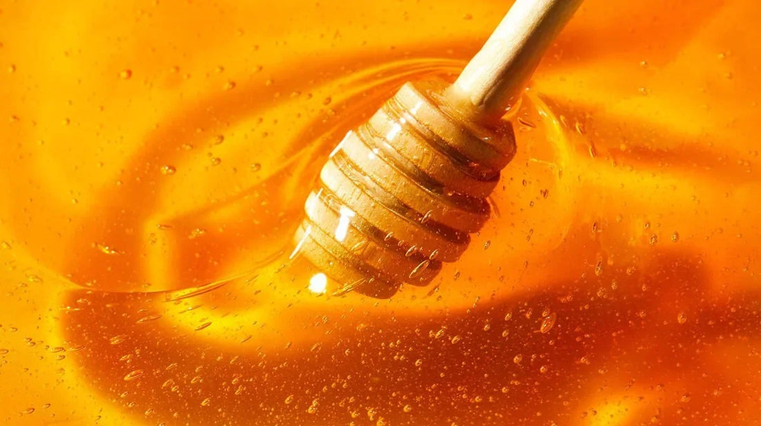 Eau sucrée, miellat, sirop d'érable, quel apport sucré pour vos fourmis ?